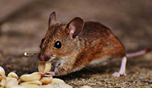 gopher-and-mole-control Experts in City Of Wilkes Barre